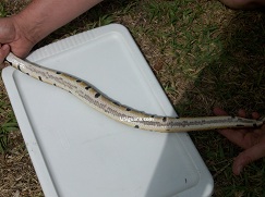 A ball python