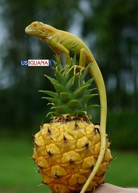 Albino Iguana
