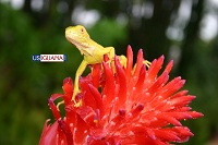 Albino Iguana