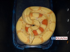 Albino