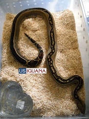 Striped Boa